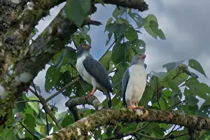 Hawk: The semiplumbeous hawk in forest