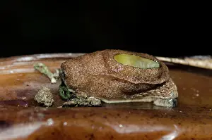 Musa: Semislug - in banana tree, Musa sp - Klungkung