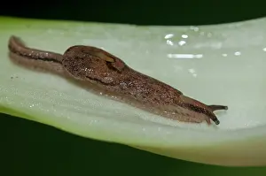 250521: Semislug - Klungkung, Bali, Indonesia