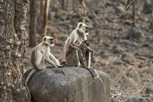 Asiatic: Semnopithecus, Ranthambore National Park, India