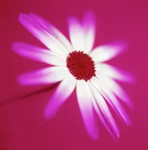Senecio: Senecio