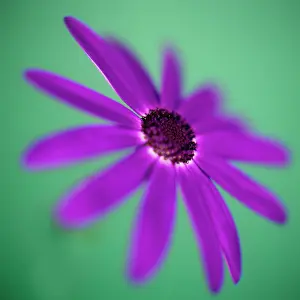 Senecio: Senecio