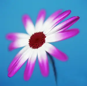 Senecio: Senecio