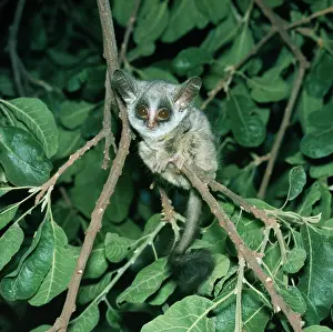 Bushbaby: SENEGAL BUSHBABY