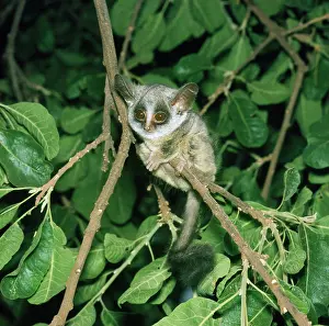 Bushbaby: SENEGAL BUSHBABY