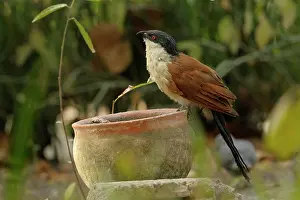 Riverine: Senegal Coucal