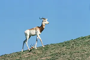 Ariel: Senegal Dama Gazelle - also known as Addra gazelle