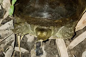 Senegal: Senegal Flapshell Turtle on ground
