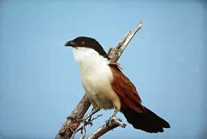 Clem Haagner: SENEGAL / FLECKS COUCAL
