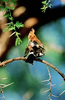 Epops: Senegal Hoopoe