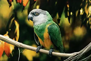 Poicephalus: Senegal PARROT