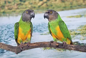 Poicephalus: Senegal Parrot - two