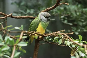 Poicephalus: Senegal Parrot