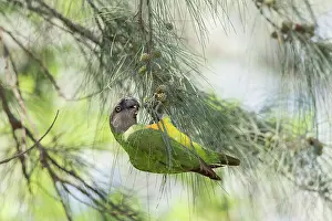 Poicephalus: Senegal Parrot