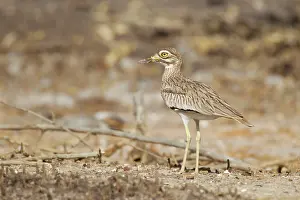 Burhinus: Senegal Thick-knee