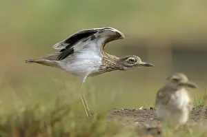 Burhinus: Senegal Thick-nee