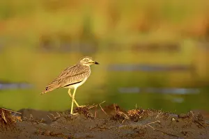 Burhinus: Senegal Thick-nee