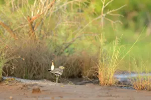 Burhinus: Senegal Thick-nee