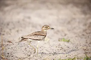 Burhinus: Senegal Thick-nee