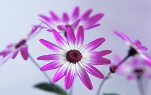 Pericallis: Senetti