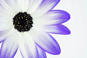 Pericallis: Senetti