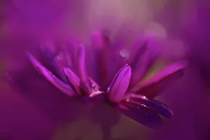Moisture: Senetti, Pericallis x hybrida Senetti Magenta Bicolor, clo