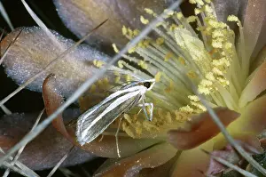 Pipe: Senita Moth