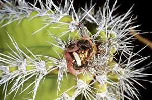 Pipe: Senita Moth Larva