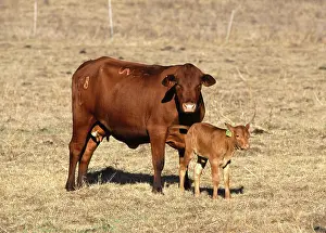 Transfer: Senopol surrogate with calf