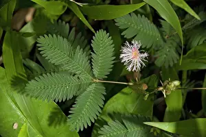 Mimosa: Sensitive plant, in flower