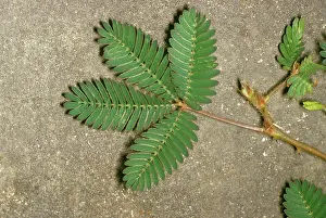 Mimosa: SENSITIVE PLANT - Open, before being touched