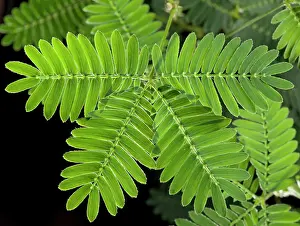 Mimosa: Sensitive Plant - opened leaf