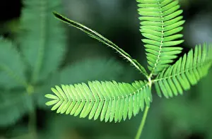 Chris Martin Bahr: Sensitive Plant / Sleeping Grass - close-up