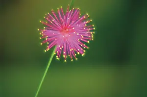 Intricate: Sensitiveplant