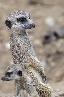 Sentry: Sentry meerkat with juvenile suricate (Suricata