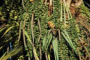 Sentry: Sentry Palm Fruit / Thatch Palm