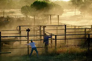 Heifers: Separating calves from heifers for branding.Bushy