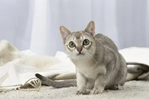 Singapura: Sepia Agouti Singapura cat indoors