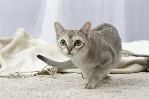 Singapura: Sepia Agouti Singapura cat indoors