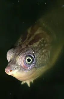 Elseya: Sepik River Turtle