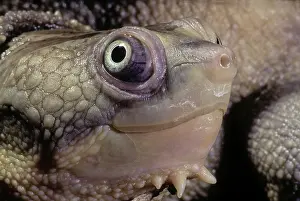 Novaeguineae: Sepik River Turtle
