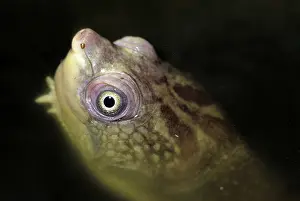 Novaeguineae: Sepik River Turtle