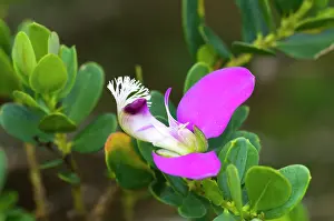 Polygala: September Butterfly-bush