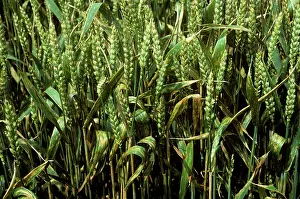 Flagleaves: Septoria leaf spot