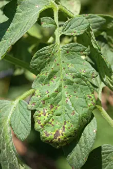 Destructive: Septoria Leaf Spot