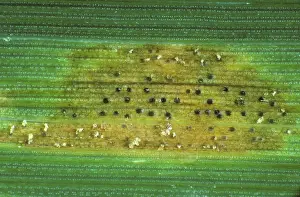 Lesions: Septoria leaf spot lesion with pycnidia