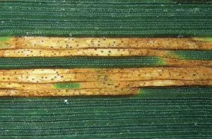 Lesions: Septoria leaf spot lesions
