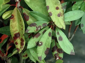 Septoria: Septoria Leaf Spot on Rhododendron