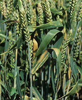 Diseased: Septoria leaf spot (Septoria nodorum)