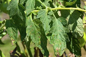 Destructive: Septoria Leaf Spot on Tomato